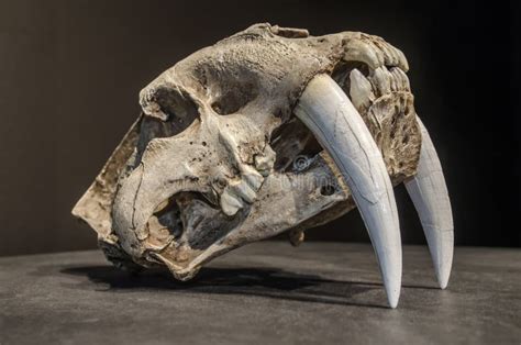 Saber tooth tiger skull stock image. Image of scull, ivory - 50941373