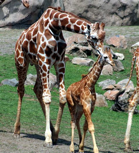 Fitxer:Giraffes IMG 9614.JPG - Viquipèdia, l'enciclopèdia lliure