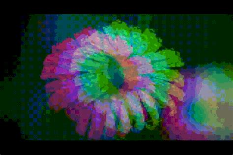 Glitch Flower - Free GIF on Pixabay - Pixabay