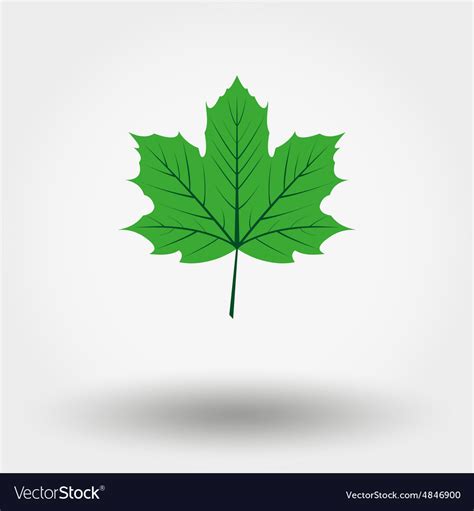 Green maple leaf Royalty Free Vector Image - VectorStock