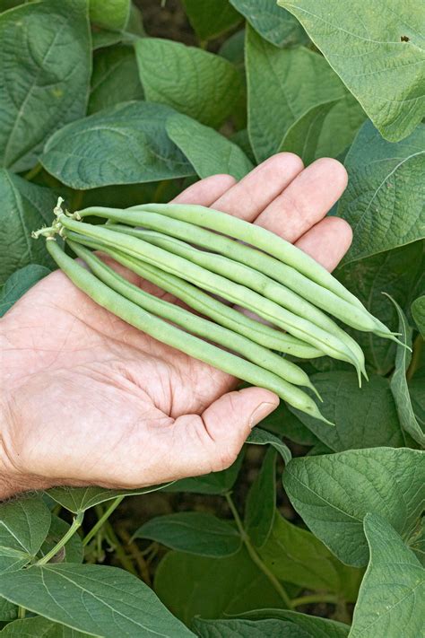 Field Green Bean Plants