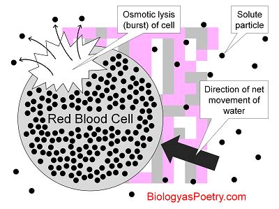 Hypotonic Solution - Biology As Poetry