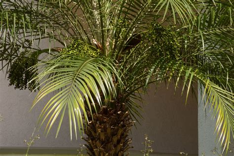 Pygmy Palm Growing – Care For A Pygmy Date Palm Tree