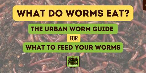 How Much Should I Feed My Worms?