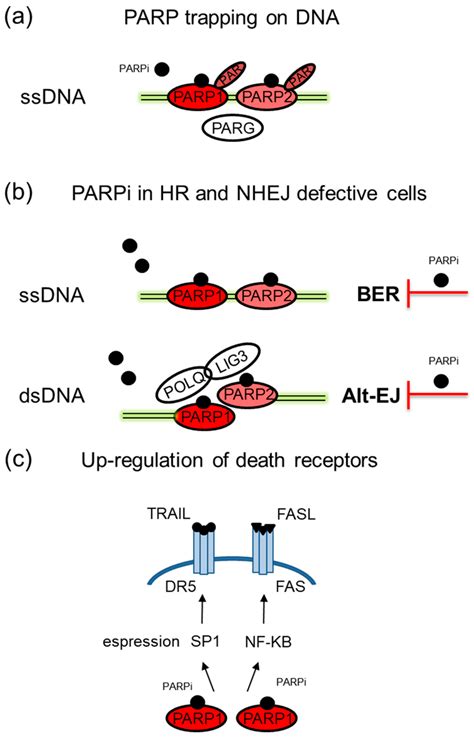 Additional mechanisms of action of PARPi. (a) In the presence of PARPi ...