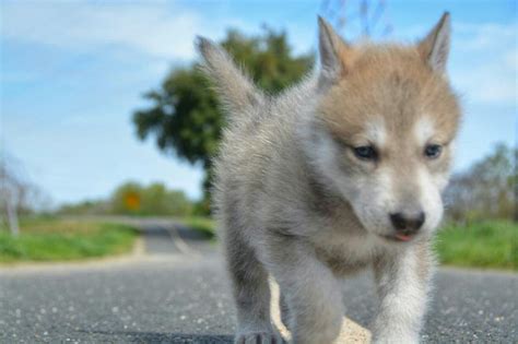 Training Hybrid Wolf Puppies | LoveToKnow Pets