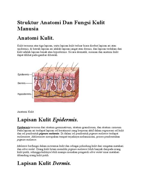 Struktur Anatomi Dan Fungsi Kulit Manusia