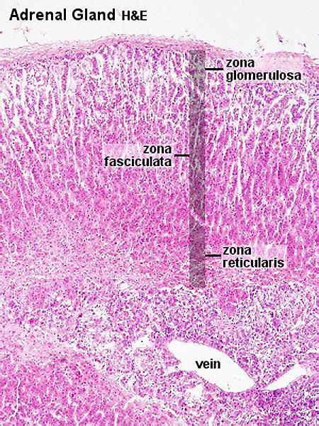 Zona glomerulosa - xolerexpo