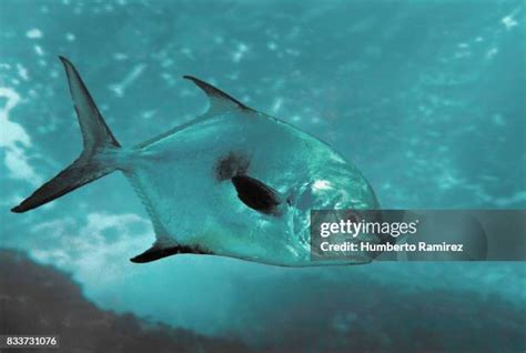 448 Permit Fish Stock Photos, High-Res Pictures, and Images - Getty Images