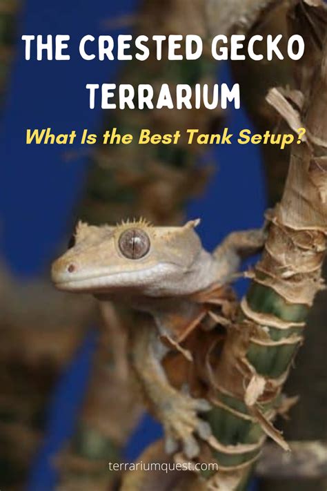 The Crested Gecko Terrarium: What Is the Best Tank Setup? | Gecko terrarium, Crested gecko, Gecko