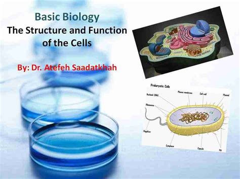 PIT | Basic Biology - The Structure and Function of the Cells