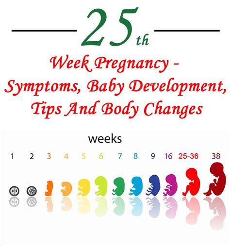 25 Weeks Pregnant - Symptoms, Baby Development, Tips And Body Changes | Babies, Pregnancy and Tips