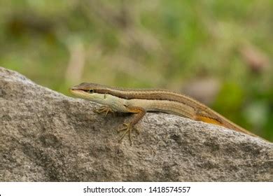 Asian Grass Lizard Sixstriped Longtailed Lizard Stock Photo 1418574557 ...