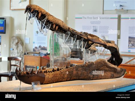 UK, Dorset, 150 million year old giant marine Pliosaur fossil at Dorset ...