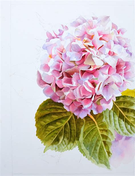 Pink Hydrangea Painting in watercolor