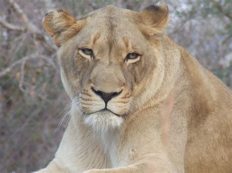 Female Lion | Female lion, Africa, Game reserve