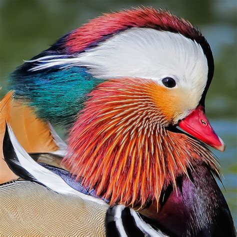 Blast of Colors by Andy Nguyen via 500px (Mandarin Duck) | Pet birds, Pretty birds, Colorful birds