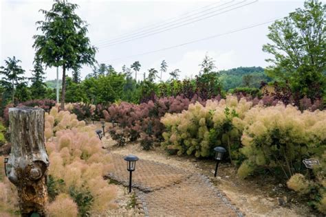 Smoke bush: pruning, planting & care - Plantura