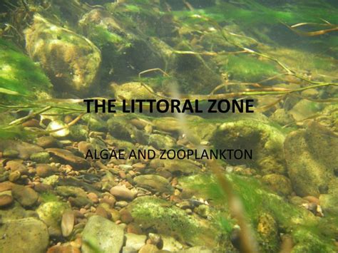 PPT - THE LITTORAL ZONE PowerPoint Presentation, free download - ID:2197054