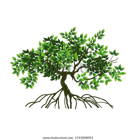 Tree Roots Vector Illustrations Mangrove Tree Stock Vector (Royalty Free) 1193008093 | Shutterstock