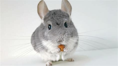 Chinchilla Loves His Nut! - YouTube