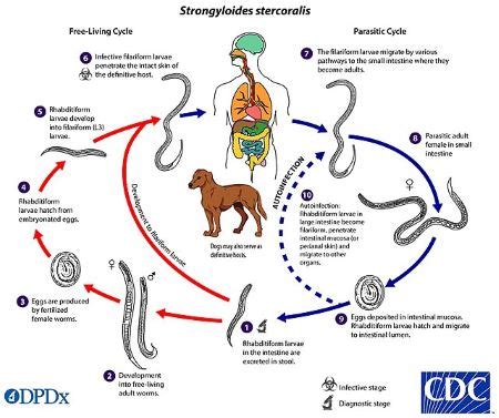 Biological Contamination | Overview, Sources & Examples | Study.com