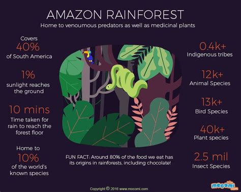 Amazon Rainforest Facts - Gifographic for Kids | Mocomi | Rainforest activities, Rainforest ...