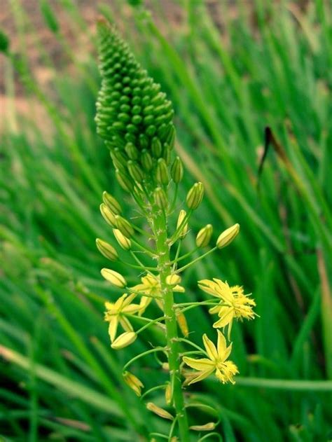 PlantFiles Pictures: Bulbine Species, Onion-Leaved Anthericum, Stalked ...