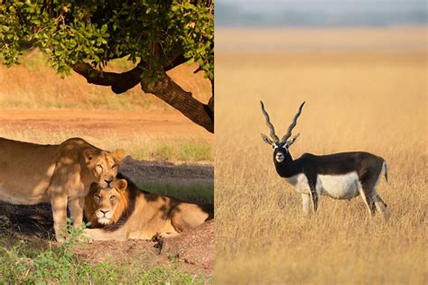 Top 10 National Parks of Gujarat for Wildlife Sanctuaries | Veena World