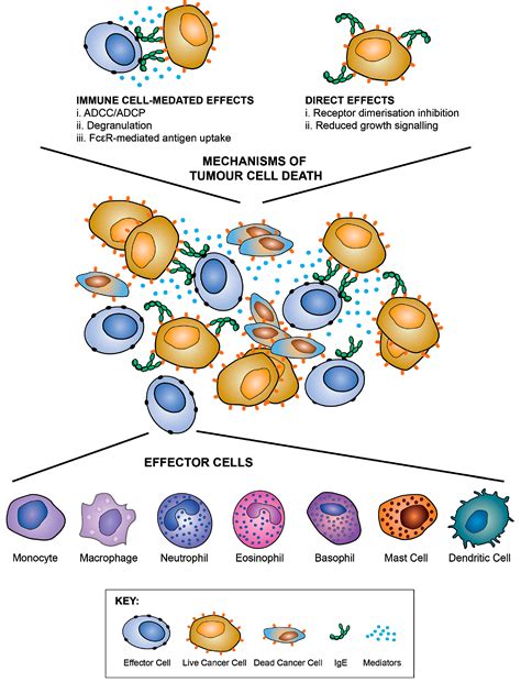 Antibodies | Free Full-Text | IgE Antibodies: From Structure to ...