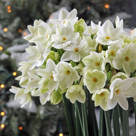 Paperwhites 'Ariel' (10 pack) Bulbs, White Flowers - Professional Growers from Easy to Grow ...