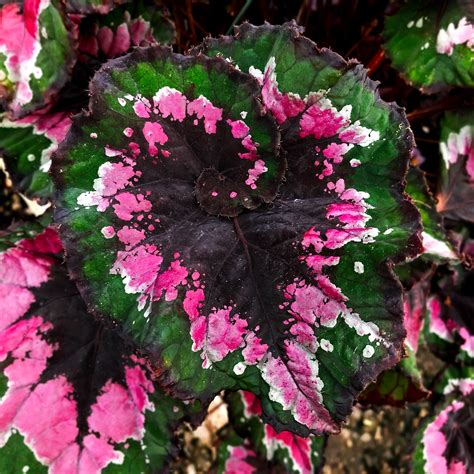 Begonia 'Christmas Curl' | Steve's Leaves Begonia Exotic Plants