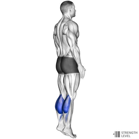 Bodyweight Calf Raise Standards for Men and Women (kg) - Strength Level