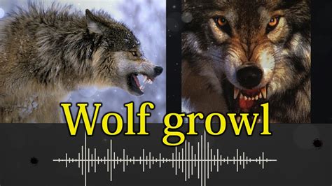 708. Wolf growl - sound effect - YouTube