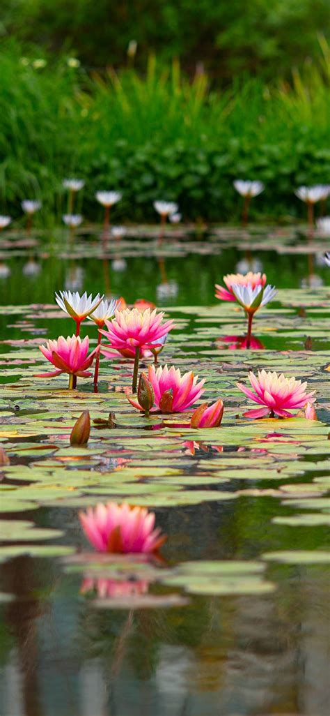 Lotus Pond Wallpaper