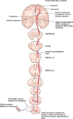 Central Nervous System Pathways - Physiopedia