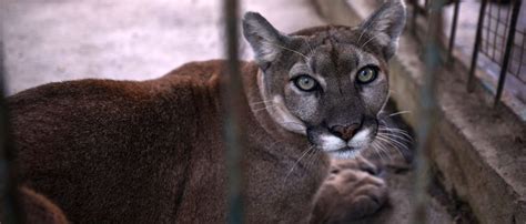 Dog Survives Mountain Lion Attack While Protecting Family | The Daily Caller