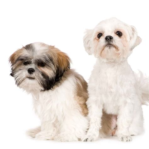 More About the Shih Tzu Lhasa Apso Mix aka the Shih Apso - Dogable