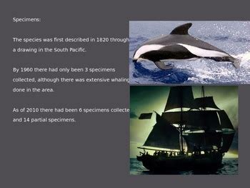 Hourglass Dolphin - Power Point - information facts pictures by CJMLJM