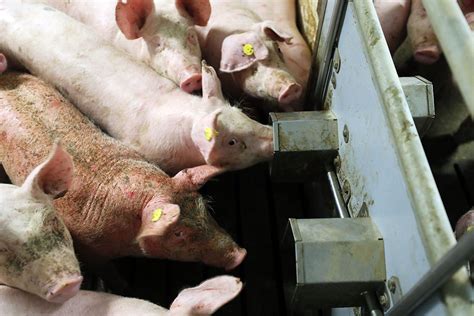 Antimicrobial usage in the US pig industry - Pig Progress