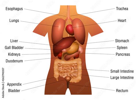 Human Organs Diagram