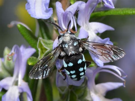 chequered-cuckoo-bee | Gardening With Angus