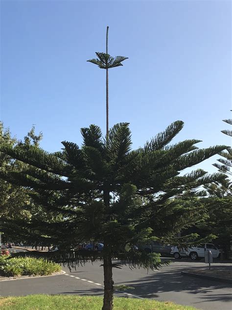 Norfolk Island Pine - PSMJ Asia Pacific