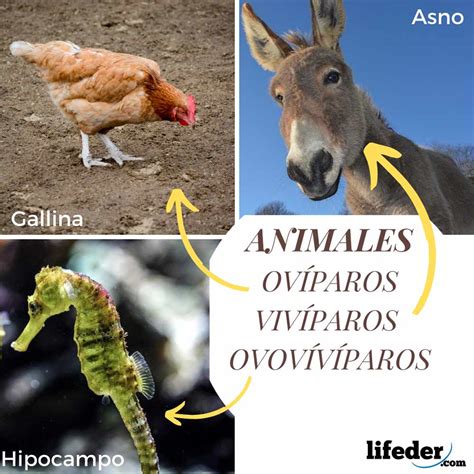 Animales ovíparos, vivíparos y ovovivíparos (con ejemplos)