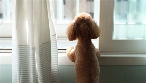 25 Best Dog Breeds for Small Apartments (And Urban City Living)