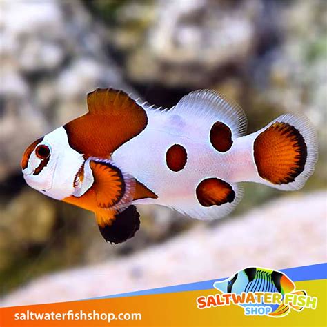 Orange Storm clownfish for sale | baby ocellaris clown fish for sale