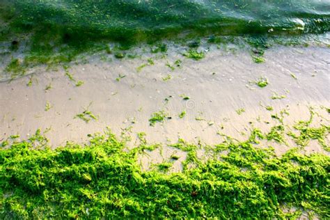 Green Algae on the Sea Beach Stock Image - Image of object, outdoors: 110816185