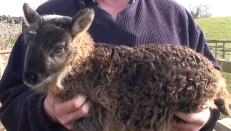 Geep: Extremely Rare Goat-Sheep Hybrid Born On Irish Sheep Farm [VIDEO] | IBTimes