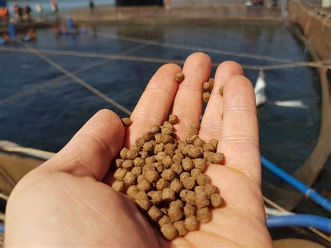 Aquaculture feeds of the future – the new ingredients that’ll help meet ...