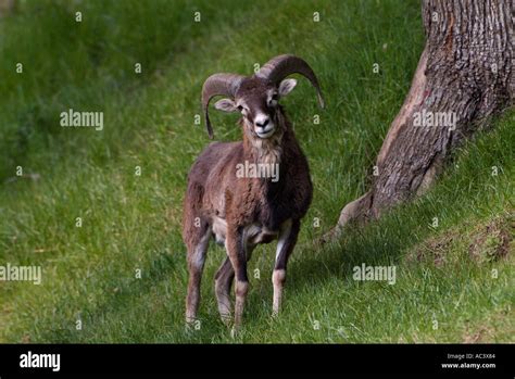 Mouflon Ovis musimon Stock Photo - Alamy